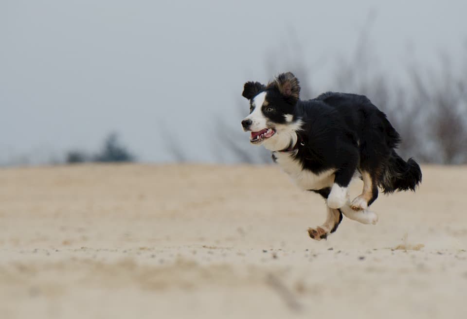 Border-Collie-cane-da-corsa