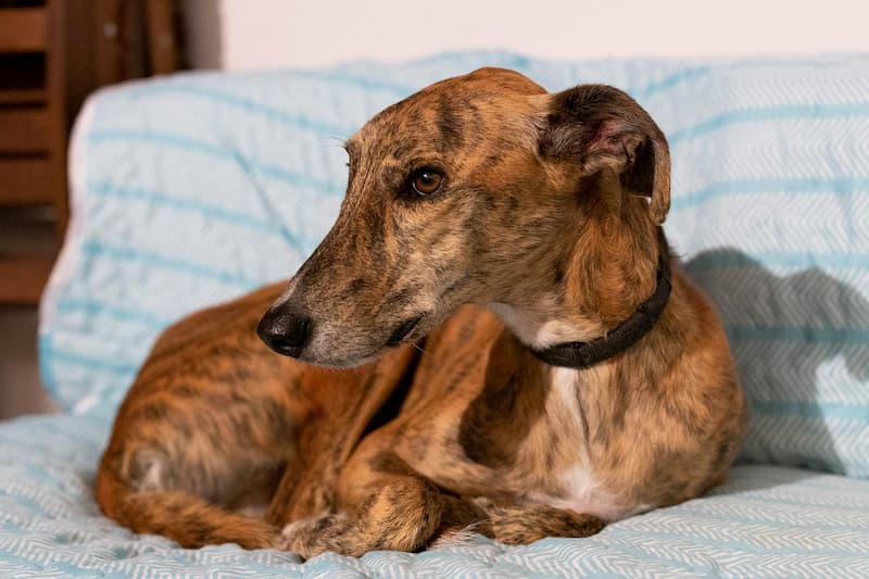 Cane-Greyhound-Levriero-inglese