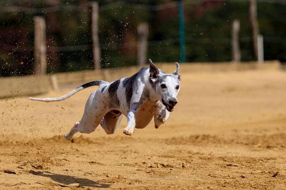 Levriero-cane-da-corsa-1