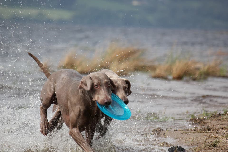 Weimaraner-cane-da-corsa