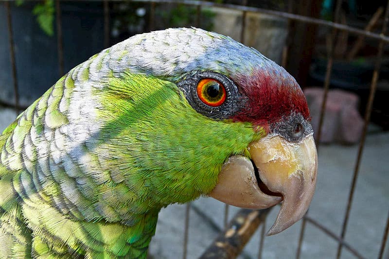 pappagallo-Amazona-finschi