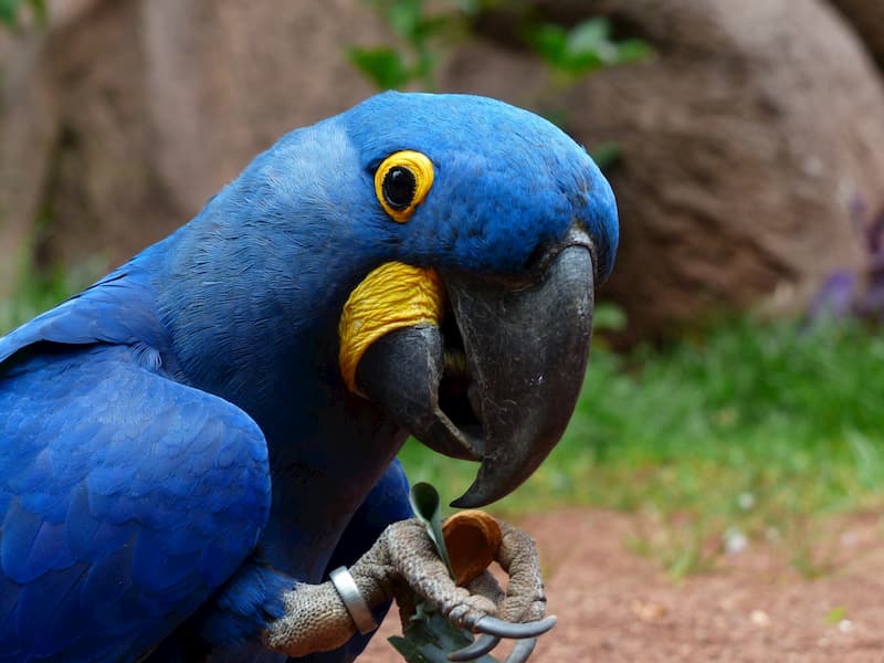 pappagallo-Ara-giacinto