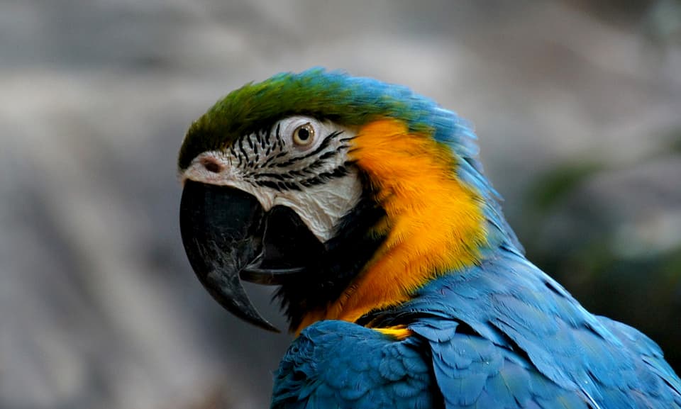 pappagallo-Ara-gialloblu