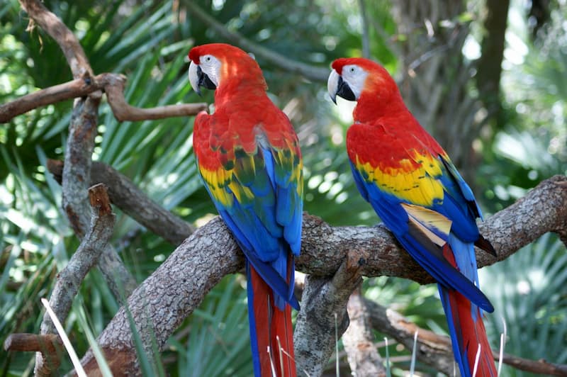 pappagallo-Ara-scarlatta